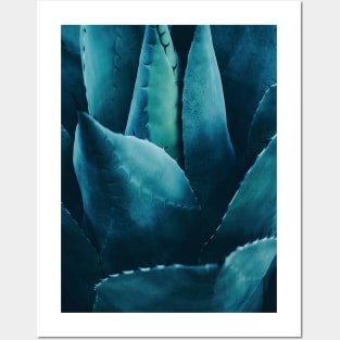 Cactus No 4 Posters and Art